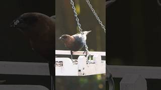 Cowbird on the feeder [upl. by Anirtap]