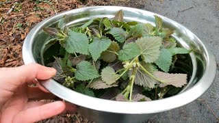 Stinging Nettle Fermented Plant Juice  Osoberry amp March Wild Edibles [upl. by Niasuh661]