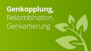 Genkopplung Rekombination Genkartierung  das DrosophilaChromosom  Biologie  Genetik [upl. by Odnesor389]