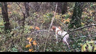 Epagneul Breton  A Hunting Dog Part 3 No Kill Hunting Actions [upl. by Guinn]