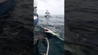 Fishing Vessel Catching Shark Fishing Marine Ecology Fishing Operations Sustainable Fishing [upl. by Ayhdiv]