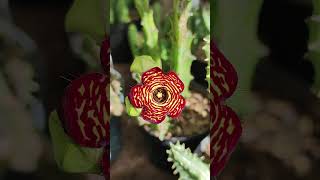 Caralluma socotrana 💥 cactus flores flowers suculentas asclepius [upl. by Malley]