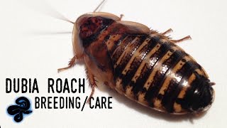 Dubia Roach BreedingCare Guide [upl. by Rori]