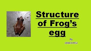 Structure of Frogs egg Telolecithal egg Jelly layer functions [upl. by Aizirtap198]