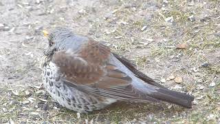 Wacholderdrossel Turdus pilaris am Futterplatz [upl. by Ashil175]