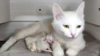 Newborn kitten meows The white kitten was two days old Part 1 [upl. by Annabel]