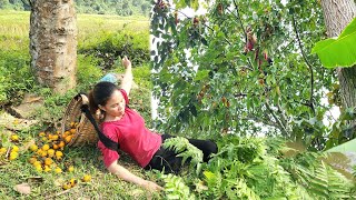 Harvest persimmons to sell and buy vegetable seeds to plant daily life  build a farm [upl. by Yelserp]