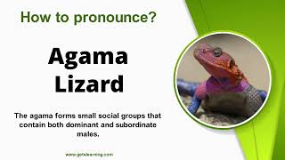 How to pronounce Agama Lizard Correctly in English [upl. by Alberta]