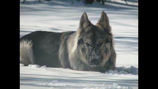 American Alsatian Dog [upl. by Lacey]