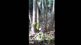 Theres a Heron on my trail cam short wildlife [upl. by Mukerji]