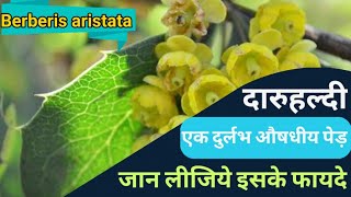 दारुहल्दी के फायदे  दारुहरिद्रा  Berberis aristata  Medicinal benefits and home uses  पहचान लें [upl. by Enoed]