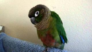 Gracie the green cheek conure talking [upl. by Nadnerb]