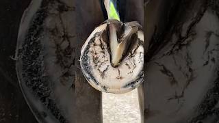 How ferrier work making horseshoes asmr satisfying hoofmp4 [upl. by Attej]