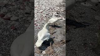 Mr amp Mrs Swan scrubbing offshore 🦢🦢🦢 [upl. by Tiffani501]