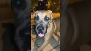 ماستيف هب مصر  Mastiff Hub Egypt  Boerboel [upl. by Esej]