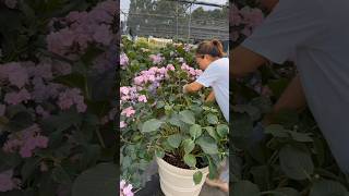 Hydrangea Pruning Techniques flowers plants [upl. by Nylhtak782]