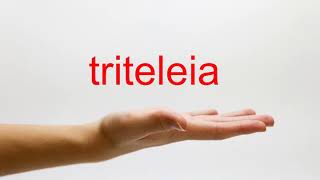 How to Pronounce triteleia  American English [upl. by Eaton269]