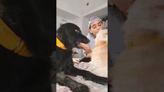 Funny dogs video luckyduckyspeaks youtubeshorts funnydogs jealousdog [upl. by Di]