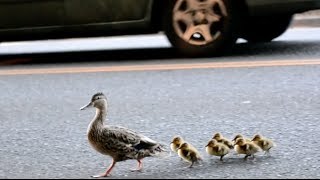 Make Way for Ducklings [upl. by Llerut]