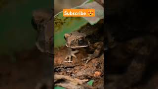 Hibernating Frog 🤯 shorts factsinhindi facts factshorts dadajifacts frog hibernate frozen [upl. by Dunning]