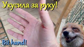 Алиса лиса Укусила хозяина Bit the owner [upl. by Myrlene531]