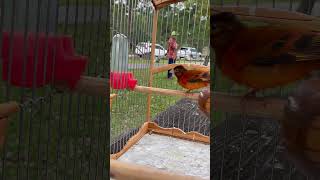 Red siskin singing  Cardenalito venezuela cantando  Carduelis  Red hooded Siskin  Spinus f1 mix [upl. by Allyson]