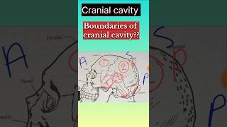 Boundaries of Cranial cavity  gnm 1st year Human Anatomy and physiology cavities and systemshorts [upl. by Ardy]