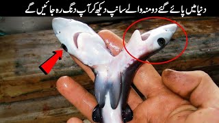 2 Headed Shark Attack Found In The World  Amimals Valley [upl. by Chara]