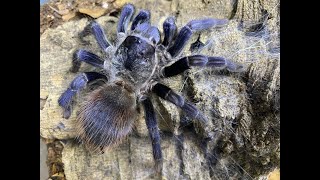 Pterinopelma sazimai pairing the Brazilian Blue Tarantula [upl. by Schaffel]