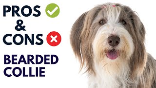 Bearded Collie Dog Pros and Cons  Bearded Collie Advantages and Disadvantages [upl. by Siuoleoj4]