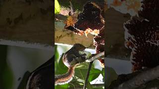 Squirrel eating jackfruitsquirrel animals nature [upl. by Anoiek]