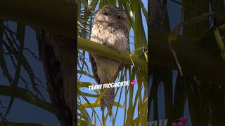 Tawny Frogmouth Bird Master of Camouflage [upl. by Mahseh]