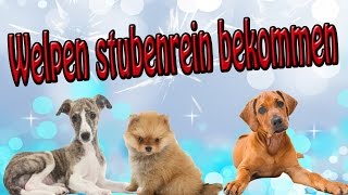 Welpen stubenrein bekommen Stubenreinheit beim Hund Tipps [upl. by Damita]