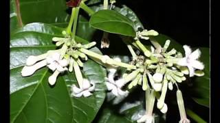 Cinchona Herb Health Benefits [upl. by Euqinitram985]