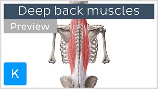 Deep muscles of the back attachments innervation and functions preview  Human Anatomy  Kenhub [upl. by Indira]