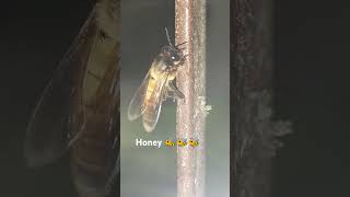 subscribe like honeybee dance subscribe [upl. by Adniled383]