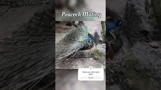 Beautiful peafowl mating 🦚 beautifulbirds peacock birds animals [upl. by Newkirk]