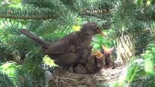 Črni kos  blackbird Turdus merula [upl. by Nirmak]