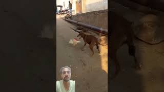 Funny animal fight shorts dogshorts chicken funny [upl. by Gausman993]