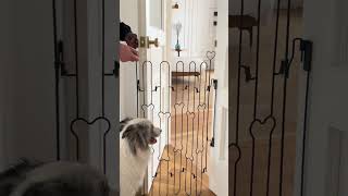 Retractable Door Gate For Home Pet petlover pets petlovers pet dog doglover dogs [upl. by Anaerb]