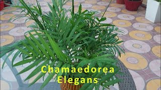 Chamaedorea Elegans  Chamaedorea Palm  Lucky Palm  Indoor palm  Indoor plant  Plant Care [upl. by Tarryn]