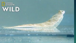 Flatfish Walks Using FingerLike Fins  Nat Geo Wild [upl. by Salome86]