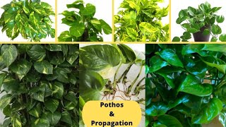 How to Propagate Pothos in Water  Comment bouturer le pothos [upl. by Welsh655]