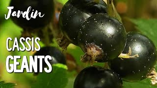 BAIES DE FRUITS GÉANTS AU JARDIN POTAGER EN PERMACULTURE  LE MACRO CASSIS [upl. by Johnette]