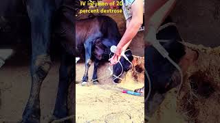 IV infusion of dextrose saline with vitamin B complex in jugular vein for ketosis in a cow [upl. by Suk]