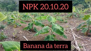 NPK 201020 SEGUNDA adubação 30 dias [upl. by Ellwood]