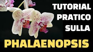 CURE ORCHIDEA FAI QUESTO ED OTTERRAI BELLISSIME PIANTE NUOVE COME CURARE ORCHIDEE phalenopsis [upl. by Kannav]