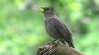 Gray Catbird Singing [upl. by Cogswell]