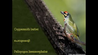 Coppersmith barbet  ചെമ്പുകൊട്ടി  Psilopogon haemacephalus [upl. by Dolora]