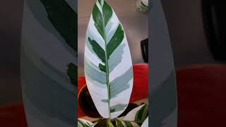 Musa Ae Ae Variegated Banana Plant [upl. by Harima]